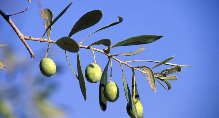 ¿Qué simboliza el olivo?