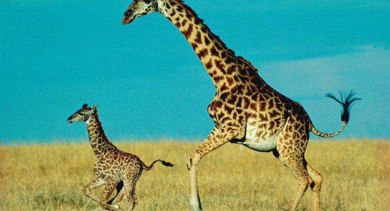 ¿Cuánto dura una jirafa bebé con su madre?