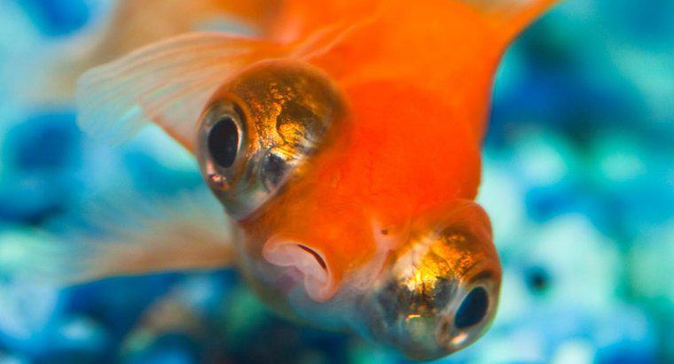 ¿Por qué Goldfish Swim Upside Down?