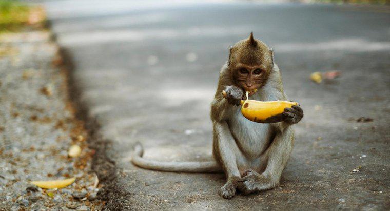 ¿Qué tipo de comida comen los monos?