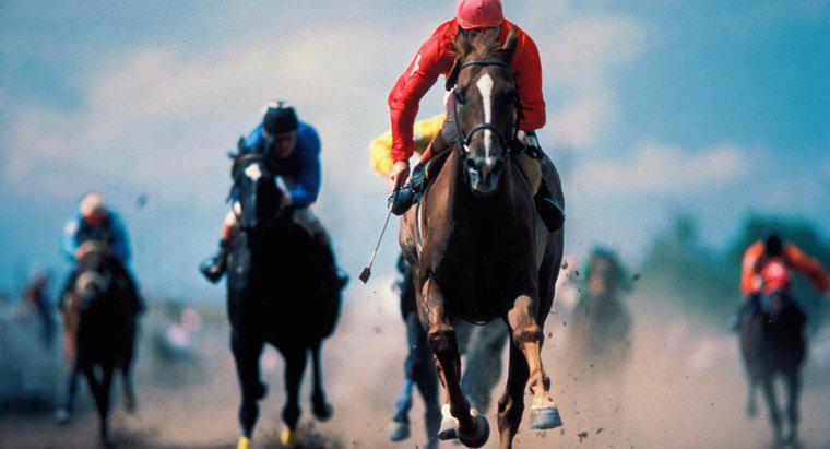¿Cómo se calculan las probabilidades de carreras de caballos?