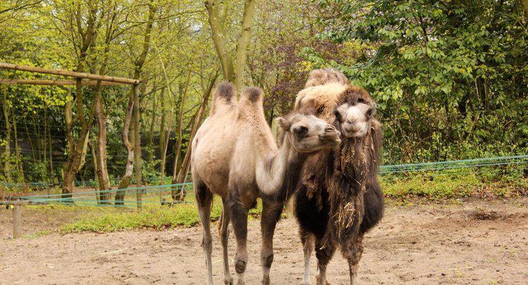 ¿Cuál es la diferencia entre un joroba y un camello de dos jorobas?