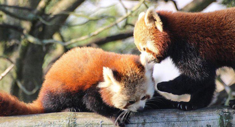 ¿Es legal tener un panda rojo como mascota?