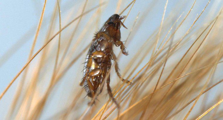 ¿Qué repele las pulgas?