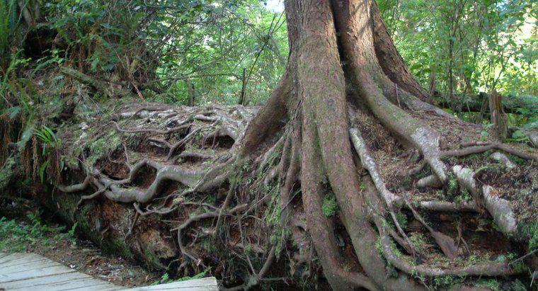 ¿Las tormentas hacen que los árboles tomen raíces más profundas?