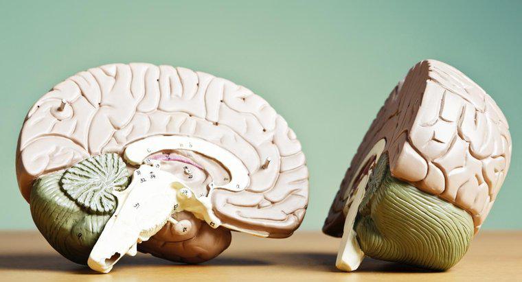 ¿Qué conecta los dos hemisferios del cerebro?